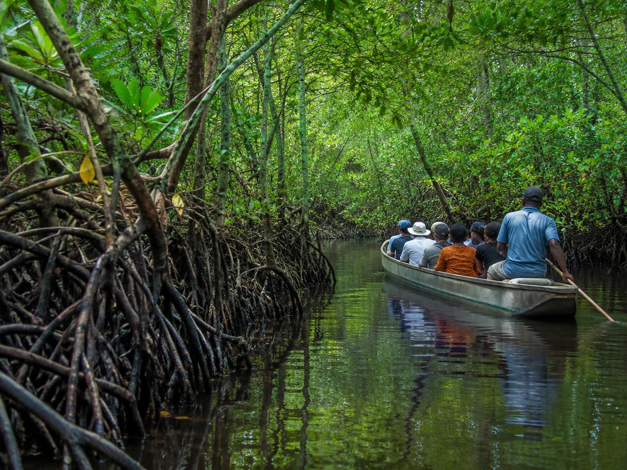 Visitors with a local guide in a mangrove creek